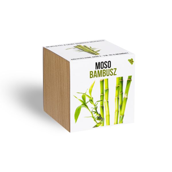 moso bambusz novenyem fa kaspoban - Vidashop – A Család Webáruháza